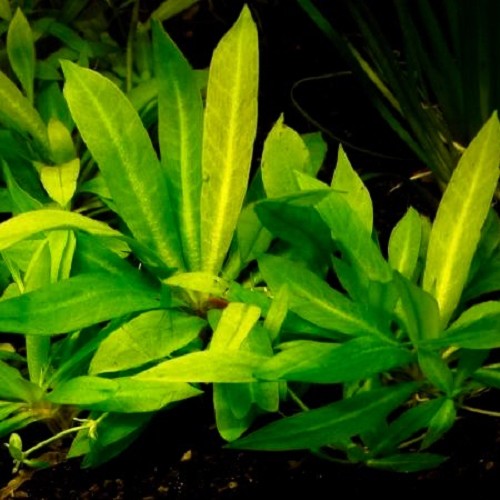 Echinodorus magdalenensis en pot